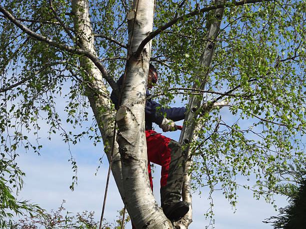 Best Storm Damage Tree Cleanup  in Newton Falls, OH